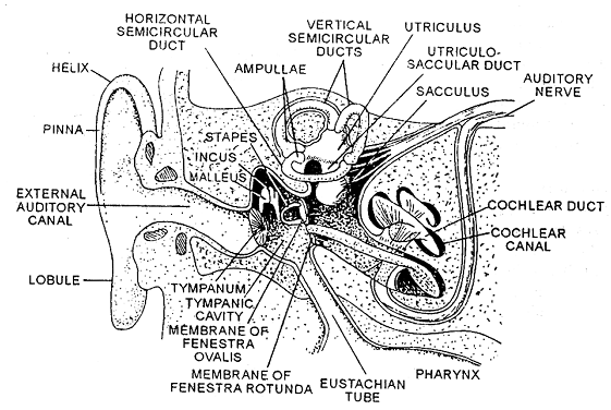 2348_man ear structure.png